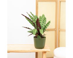 Calathea Insigne - 60 cm