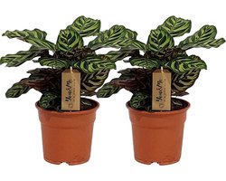 Calathea Makoyana - 2 stuks -25cm -Ø17 Groene Kamerplant
