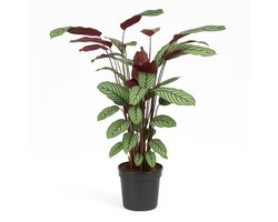 Calathea Oppenheimiana – Kamerplant – Decoratief & Luchtzuiverend – Hoogte 130cm - Pot Ø27cm – In Stijlvolle Pot – Voor Woonkamer of Slaapkamer – Plant voor Binnen – Weinig Onderhoud – Kamerplant