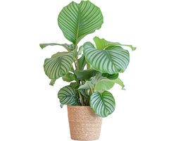 Calathea Orbifolia met Zeegras mand naturel