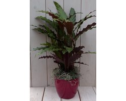 Calathea rood blad rode pot 40 cm