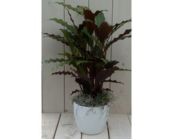 Calathea rood blad witte pot 40 cm