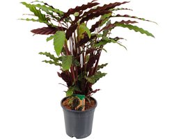 Calathea Rufibarba - 80 - 100cm Hoog - Pauwenplant - Luchtzuiverend - Niet Giftig - Pot 21cm.