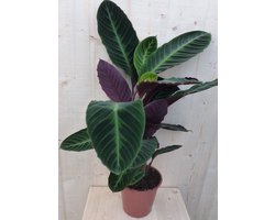 Calathea Warscewiczii Pauwenplant groot blad paarse onderkant 60 cm