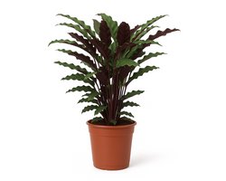 Calathea Wavestar – Kamerplant – Luchtzuiverend & Makkelijk te Verzorgen – Hoogte 80cm - Pot Ø19cm – Voor Badkamer, Keuken of Woonkamer – Weinig Onderhoud – Plant