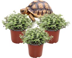 Callisia Repens – Schildpadplant – Set van 3 Kamerplanten – Compacte Kamerplant – Makkelijk te Verzorgen – 17–22 cm – Pot 12 cm