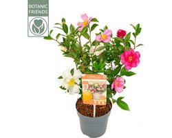 Camelia - Camellia sasanqua 'Autumn Flower Festival' - multicolor - kleurmix in 1 pot - bladhoudend - ca. 35 cm hoog - potmaat 15cm
