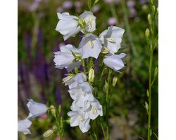 Campanula pers. 'Alba' | 1 stuk | Bijen- en vlinderplant | Bijentuin | Bloeiende vaste plant | bloemenpracht in de zomer | 11x11 cm Kwekerspot | Wit