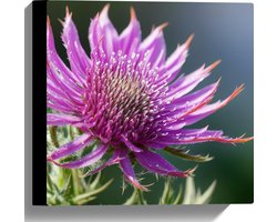Canvas - Close Up van Stekelige Paarse Distel - Bloemen - 30x30 cm Foto op Canvas Schilderij (Wanddecoratie op Canvas)