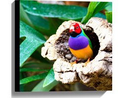 Canvas - Gouldamadine Vogel in Verschillende Kleuren in het Midden van Holle Boomstam - 40x40 cm Foto op Canvas Schilderij (Wanddecoratie op Canvas)