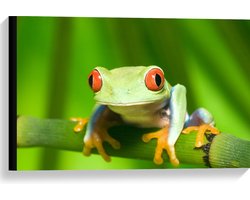 Canvas - Groene kikker met rode ogen zit op stengel van een plant - 60x40 cm Foto op Canvas Schilderij (Wanddecoratie op Canvas)