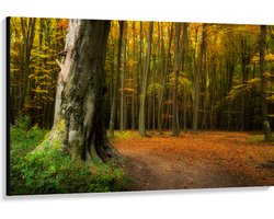 Canvas - Grote Dikke Oude Boom in het Midden van Herfstbos - 150x100 cm Foto op Canvas Schilderij (Wanddecoratie op Canvas)