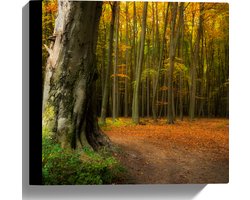 Canvas - Grote Dikke Oude Boom in het Midden van Herfstbos - 30x30 cm Foto op Canvas Schilderij (Wanddecoratie op Canvas)