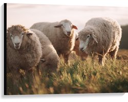Canvas - Kudde Witte Wollen Schapen Etend in de Wei - 100x75 cm Foto op Canvas Schilderij (Wanddecoratie op Canvas)