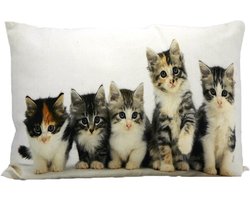 canvas kussen kittens 35x50cm