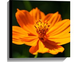 Canvas - Oranjekleurige Bloem Midden in de Bloei - 40x40 cm Foto op Canvas Schilderij (Wanddecoratie op Canvas)