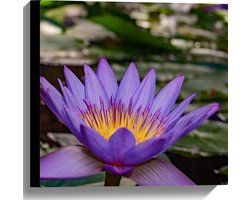 Canvas - Paarse Lotus Bloem met Geel Midden op Water met Leliebladeren - 40x40 cm Foto op Canvas Schilderij (Wanddecoratie op Canvas)