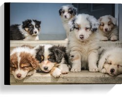 Canvas - Schattige Hondjes - Australische Herders - 40x30 cm Foto op Canvas Schilderij (Wanddecoratie op Canvas)