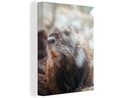 Canvas schilderij 120x160 cm - Wanddecoratie Bever - Bruin - Vacht - Muurdecoratie woonkamer - Slaapkamer decoratie - Kamer accessoires - Schilderijen