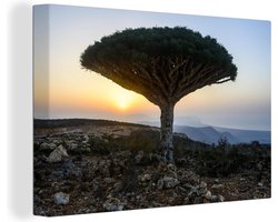 Canvas schilderij 140x90 cm - Wanddecoratie Bekende drakenbloedboom bij Jemen in het Midden-Oosten - Muurdecoratie woonkamer - Slaapkamer decoratie - Kamer accessoires - Schilderijen