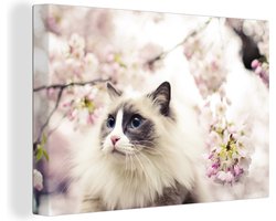 Canvas schilderij 140x90 cm - Wanddecoratie Een Ragdoll kat tussen roze bloemen - Muurdecoratie woonkamer - Slaapkamer decoratie - Kamer accessoires - Schilderijen