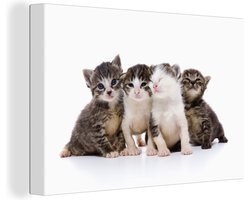 Canvas schilderij 140x90 cm - Wanddecoratie Kat - Huisdieren - Vacht - Portret - Muurdecoratie woonkamer - Slaapkamer decoratie - Kamer accessoires - Schilderijen