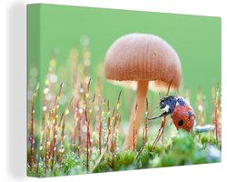 Canvas schilderij 140x90 cm - Wanddecoratie Lieveheersbeestje onder een paddenstoel - Muurdecoratie woonkamer - Slaapkamer decoratie - Kamer accessoires - Schilderijen