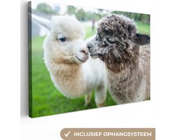 Canvas schilderij 150x100 cm - Wanddecoratie Alpaca's - Dieren - Wol - Muurdecoratie woonkamer - Slaapkamer decoratie - Kamer accessoires - Schilderijen