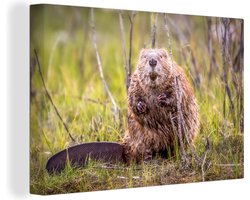 Canvas schilderij 150x100 cm - Wanddecoratie Bever - Takken - Gras - Knaagdieren - Muurdecoratie woonkamer - Slaapkamer decoratie - Kamer accessoires - Schilderijen