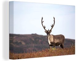 Canvas schilderij 150x100 cm - Wanddecoratie Eenzaam rendier in een veld - Muurdecoratie woonkamer - Slaapkamer decoratie - Kamer accessoires - Schilderijen - Kerstdecoratie voor Binnen - Kerstdecoratie Woonkamer - Kerstdecoratie in Huis
