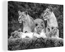 Canvas schilderij 150x100 cm - Wanddecoratie Leeuwen en welpen - zwart wit - Muurdecoratie woonkamer - Slaapkamer decoratie - Kamer accessoires - Schilderijen
