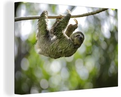 Canvas schilderij 150x100 cm - Wanddecoratie Luiaard klimt in een boom - Muurdecoratie woonkamer - Slaapkamer decoratie - Kamer accessoires - Schilderijen