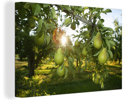 Canvas schilderij 150x100 cm - Wanddecoratie Pear tree with fruits, backlit - Muurdecoratie woonkamer - Slaapkamer decoratie - Kamer accessoires - Schilderijen