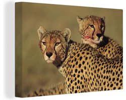 Canvas schilderij 150x100 cm - Wanddecoratie Twee cheeta's op de savanne - Muurdecoratie woonkamer - Slaapkamer decoratie - Kamer accessoires - Schilderijen