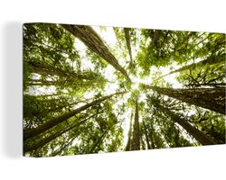 Canvas schilderij 160x80 cm - Wanddecoratie Onderaanzicht van de hoge bemoste bomen in het regenwoud - Muurdecoratie woonkamer - Slaapkamer decoratie - Kamer accessoires - Schilderijen