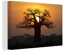 Canvas Schilderij De zon komt op tussen de verschillende takken van de Afrikaanse baobab of Adansonia digitata - 120x80 cm - Wanddecoratie