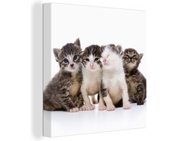 Canvas Schilderij Kat - Huisdieren - Vacht - Portret - 50x50 cm - Wanddecoratie