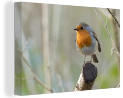 Canvas Schilderij Roodborstje - Hout - Takken - 30x20 cm - Wanddecoratie