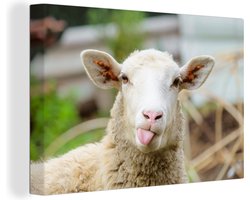 Canvas Schilderij Schaap - Dieren - Wol - 60x40 cm - Wanddecoratie