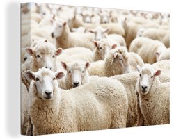 Canvas Schilderij Schapen - Wol - Wit - 90x60 cm - Wanddecoratie