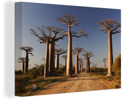 Canvas Schilderij Uitzicht op onverharde weg genaamd Baobab Alley bij de Afrikaanse baobab bomen - 120x80 cm - Wanddecoratie