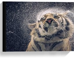 Canvas  - uitschuddende Tijger  - 40x30cm Foto op Canvas Schilderij (Wanddecoratie op Canvas)