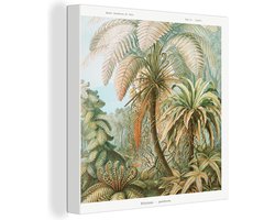 Canvas - Varens - Natuur - Bomen - Planten - Canvas schilderij - Wanddecoratie - Groen - Schilderij woonkamer - Ernst Haeckel - 90x90 cm