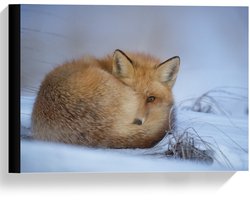 Canvas  - Vos Liggend in de Sneeuw - 40x30cm Foto op Canvas Schilderij (Wanddecoratie op Canvas)