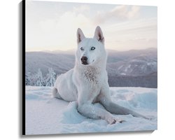 Canvas - Witte Husky Liggend in de Sneeuw op een Berg - 100x100 cm Foto op Canvas Schilderij (Wanddecoratie op Canvas)