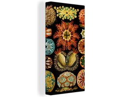 Canvas - Zeedieren - Kleurrijk - Zwarte achtergrond - Oude meesters - Wanddecoratie - Canvas schilderij - Schilderijen woonkamer - Canvas schildersdoek - 40x80 cm