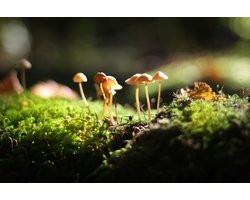 CANVASDOEK PADDENSTOELEN IN HET MOS | Wanddecoratie | 30 CM x 20 CM | Canvas | Foto op canvas | Schilderij | Aan de muur | Natuur | Landschappen