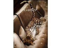 Cartier Jaguar- Kristal Helder Galerie kwaliteit Plexiglas 5mm.- Blind Aluminium Ophang-Frame - Luxe Wanddecoratie - Fotokunst - inclusief verzending
