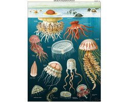 Cavallini & Co - Vintage poster/schoolplaat - Kwallen