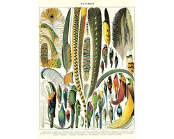 Cavallini & Co - Vintage poster/schoolplaat - Veren